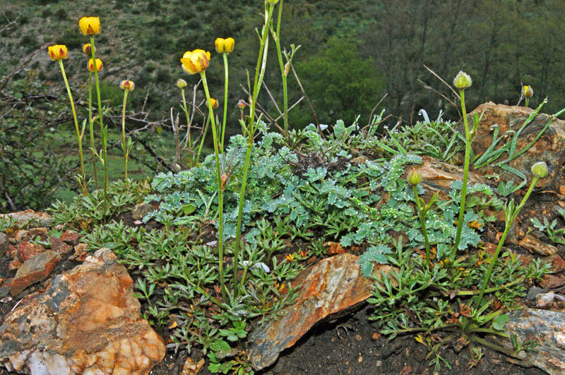 Ranunculus paludosus / Ranuncolo paludoso